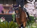 dressage morganti ph pagliaricci bizziteam lpa02661 copiajpg 20210908 1613789545f2e3c75a40c920227c6baafa7e0